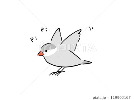 元気なシルバー文鳥 119903167