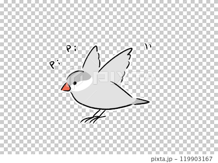 元気なシルバー文鳥 119903167