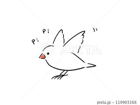 元気な白文鳥 元気な白文鳥 119903168