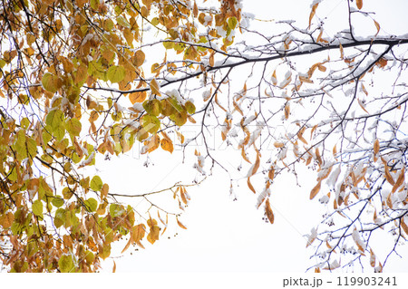 snow covered foliage of linden tree. beautiful nature background in late autumn. winter is coming snow covered foliage of linden tree. beautiful nature background in late autumn. winter is coming 119903241