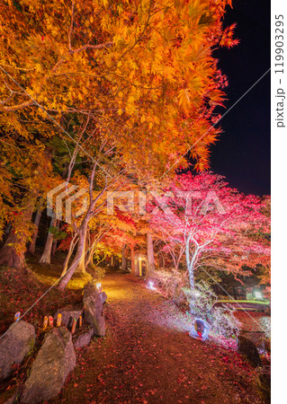 「青森県」南郷カッコウーの森、紅葉ライトアップ 八戸市 「青森県」南郷カッコウーの森、紅葉ライトアップ 八戸市 119903295