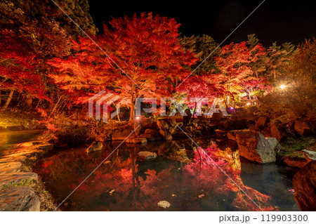 「青森県」南郷カッコウーの森、紅葉ライトアップ 八戸市 「青森県」南郷カッコウーの森、紅葉ライトアップ 八戸市 119903300