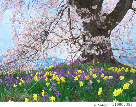 わに塚の桜と春の花 （2021年3月） 119903385