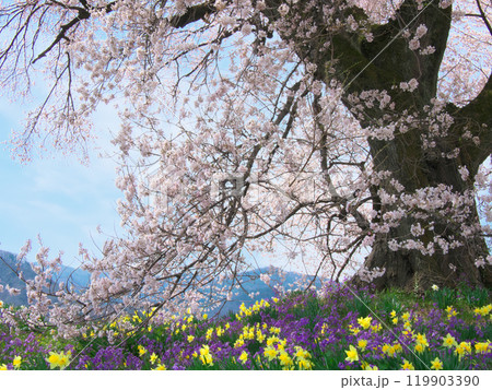 わに塚の桜と春の花 （2021年3月） 119903390