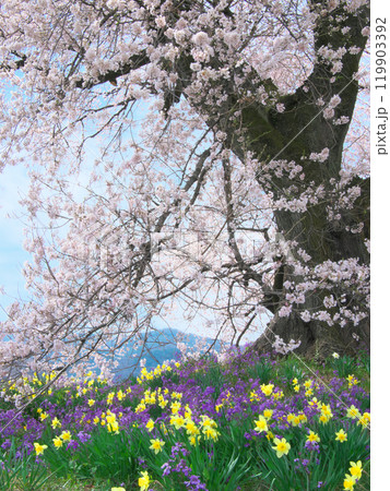 わに塚の桜と春の花 （2021年3月） 119903392
