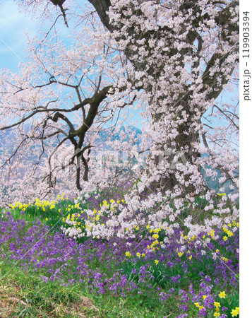 わに塚の桜と春の花 (2021年3月) わに塚の桜と春の花 (2021年3月) 119903394