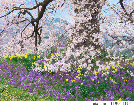 わに塚の桜と春の花 (2021年3月) わに塚の桜と春の花 (2021年3月) 119903395