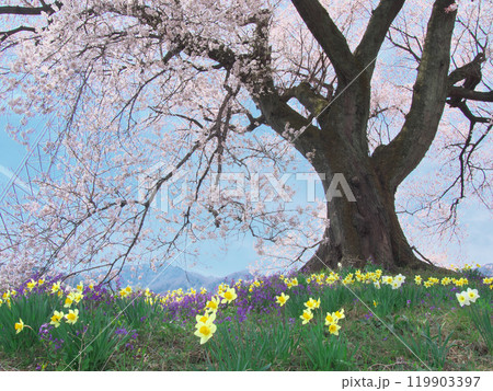 わに塚の桜と春の花 （2021年3月） 119903397