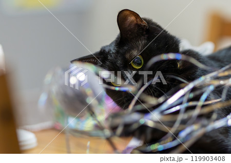 黒猫のジェネシス 黒猫のジェネシス 119903408