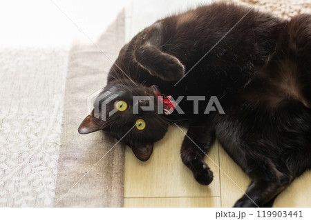 黒猫のジェネシス 119903441