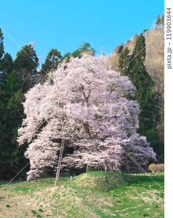 一本桜 - 秋山の駒桜(2021年4月) 一本桜 - 秋山の駒桜(2021年4月) 119903644
