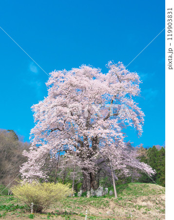 一本桜 - 秋山の駒桜（2021年4月） 119903831