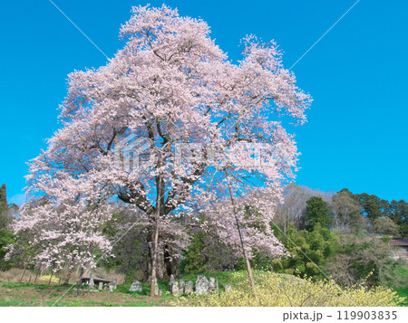 一本桜 - 秋山の駒桜（2021年4月） 119903835