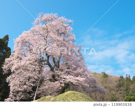 一本桜 - 秋山の駒桜（2021年4月） 119903838
