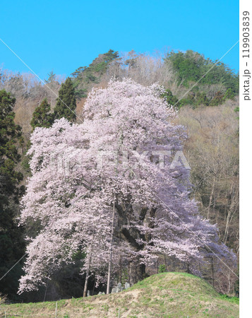 一本桜 - 秋山の駒桜（2021年4月） 119903839