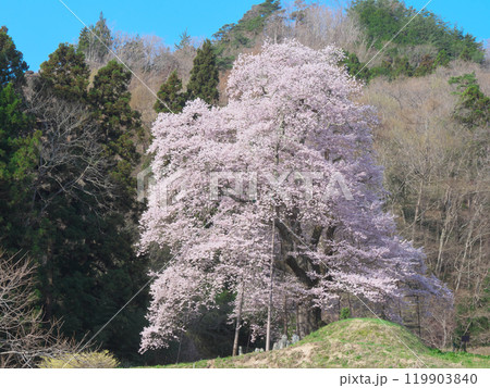 一本桜 - 秋山の駒桜(2021年4月) 一本桜 - 秋山の駒桜(2021年4月) 119903840