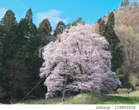 一本桜 - 秋山の駒桜（2021年4月） 119903918