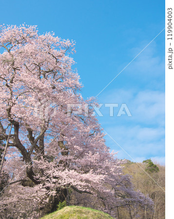 一本桜 - 秋山の駒桜（2021年4月） 119904003