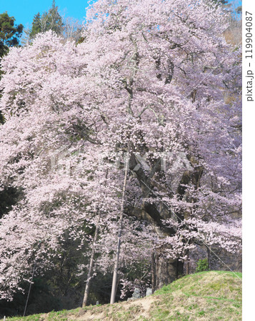 一本桜 - 豪快に咲く秋山の駒桜（2021年4月） 119904087