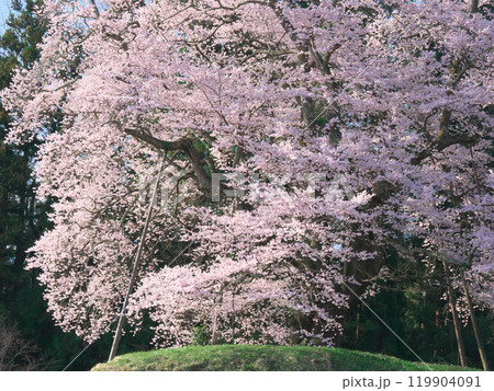 一本桜 - 豪快に咲く秋山の駒桜(2021年4月) 一本桜 - 豪快に咲く秋山の駒桜(2021年4月) 119904091