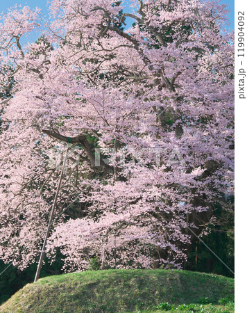 一本桜 - 豪快に咲く秋山の駒桜（2021年4月） 119904092