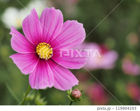 コスモスの花 コスモスの花 119904203