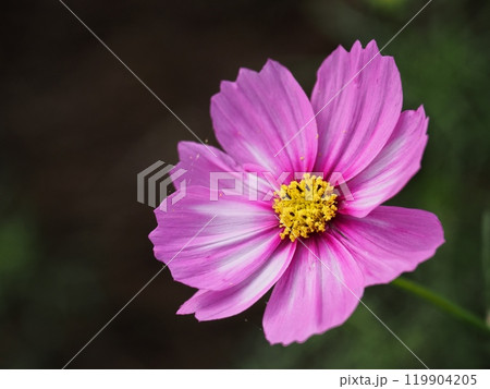 コスモスの花 119904205