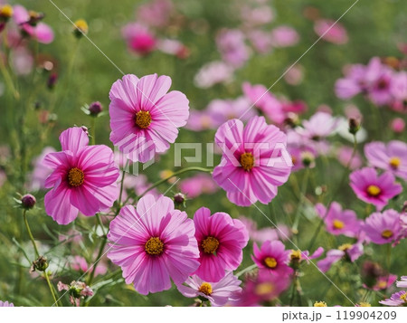 コスモスの花 コスモスの花 119904209