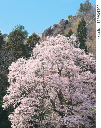 一本桜 - 豪快に咲く秋山の駒桜（2021年4月） 119904309