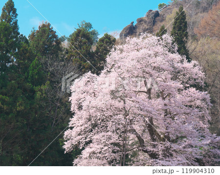 一本桜 - 豪快に咲く秋山の駒桜（2021年4月） 119904310