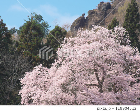 一本桜 - 豪快に咲く秋山の駒桜（2021年4月） 119904312