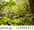 森の中の景色 119904321