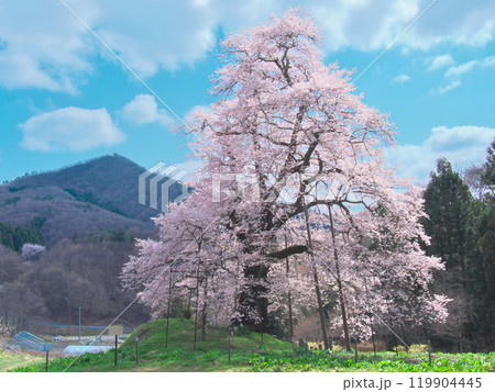 一本桜 - 女神山を臨み満開で咲く秋山の駒桜（2021年4月） 119904445