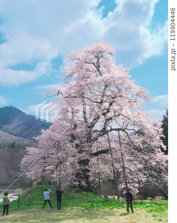 一本桜 - 女神山を臨み満開で咲く秋山の駒桜（2021年4月） 119904446
