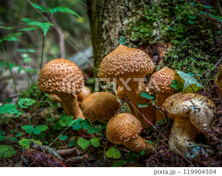 Cluster of Shaggy Scalycap Mushrooms Growing on Forest Floor Cluster of Shaggy Scalycap Mushrooms Growing on Forest Floor 119904504