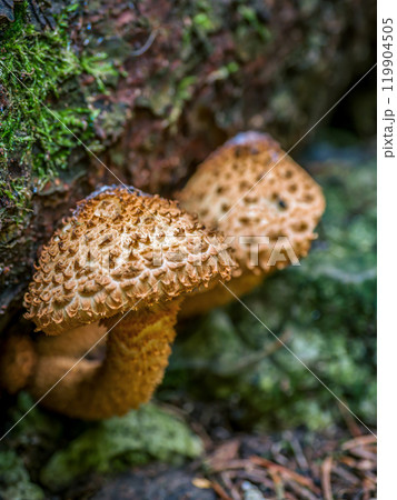 Cluster of Shaggy Scalycap Mushrooms Growing on Forest Floor 119904505