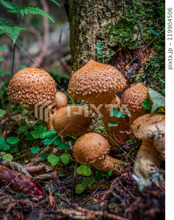 Cluster of Shaggy Scalycap Mushrooms Growing on Forest Floor Cluster of Shaggy Scalycap Mushrooms Growing on Forest Floor 119904506
