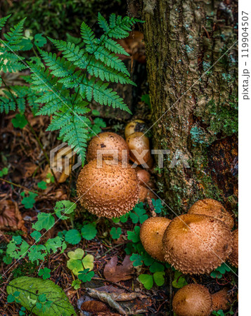 Cluster of Shaggy Scalycap Mushrooms Growing on Forest Floor Cluster of Shaggy Scalycap Mushrooms Growing on Forest Floor 119904507