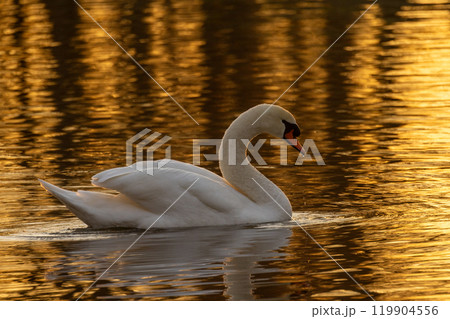 An Elegant Swan Gracefully Gliding on Sparkling Golden Waters During a Stunning Sunset 119904556