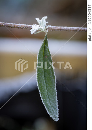 A Stunning FrostTouched Leaf and Beautiful Flower on a Branch Amidst Natures Beauty 119904557