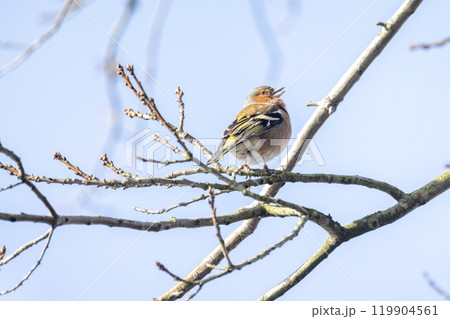 A Charming Songbird perched delicately on a Branch during the beautiful Spring season 119904561