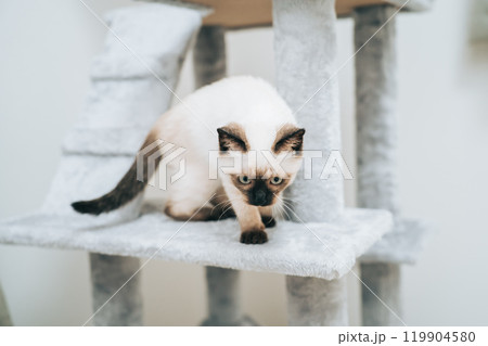 キャットタワーにいるシャム猫ミックスの子猫 キャットタワーにいるシャム猫ミックスの子猫 119904580