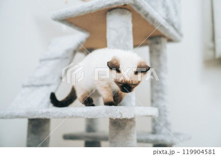 キャットタワーにいるシャム猫ミックスの子猫 キャットタワーにいるシャム猫ミックスの子猫 119904581