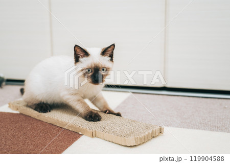 爪研ぎをするシャム猫ミックスの子猫 119904588