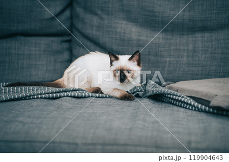 ソファにいるシャム猫ミックスの子猫 ソファにいるシャム猫ミックスの子猫 119904643