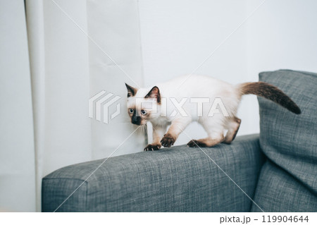 ソファにいるシャム猫ミックスの子猫 ソファにいるシャム猫ミックスの子猫 119904644