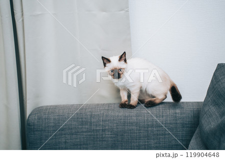 ソファにいるシャム猫ミックスの子猫 119904648