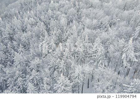 Top view of snowy forest. Winer landscape with pine trees covered in snow, aerial view 119904794