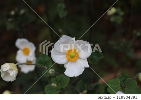 シュウメイギク（秋明菊） 119904893