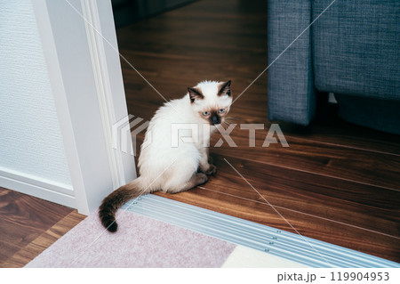 シャム猫ミックスの子猫 シャム猫ミックスの子猫 119904953